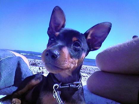 Dvaergpinscher  * (¯`'Raul Morris'´¯) * - En tur på stranden billede 12