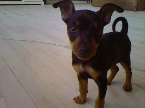 Dvaergpinscher  * (¯`'Raul Morris'´¯) * - Her er jeg... billede 13