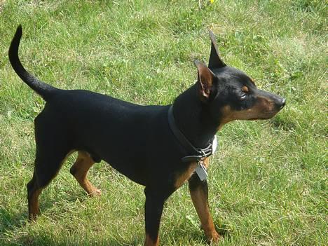 Dvaergpinscher  * (¯`'Raul Morris'´¯) * - Jo jo, en flot fyr er man jo blevet! billede 14