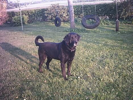 Blanding af racer Luffe - smukke luffe..  billede 1