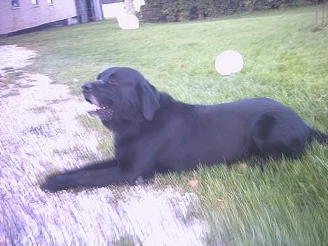 Blanding af racer Luffe - luffe træt efter leg.. billede 2