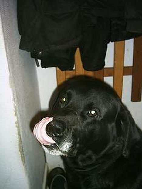 Blanding af racer Luffe - det sad lii lidt mad på næsen.. heh billede 3