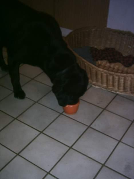 Blanding af racer Luffe - mmh luffe er altid sulten og gjorde alt bare han fik noget for det..  billede 4