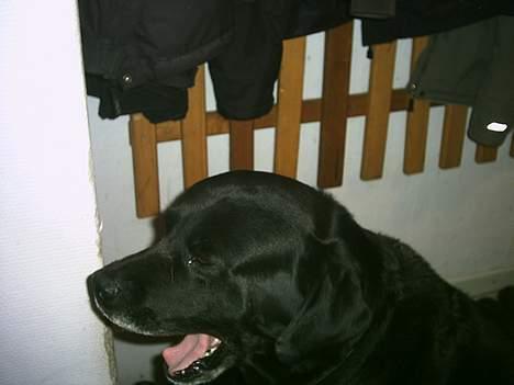 Blanding af racer Luffe - aarrgh Luffe gaber.. ved at være sent ska til at putte min dejlig vovse..  billede 5