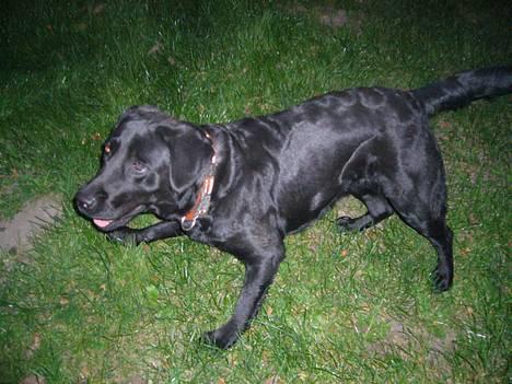 Labrador retriever Fiffy billede 19