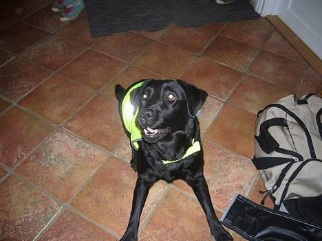 Labrador retriever Fiffy billede 20