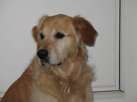 Golden retriever Baluka ***DØD*** billede 1