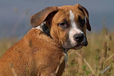 Amerikansk staffordshire terrier Tabu (RIP 16 oktober 2008) - Vodka siger jeg laver for meget ballade, så nu prøver jeg at sidde og se sød ud, så folk ikke tror det passer billede 1