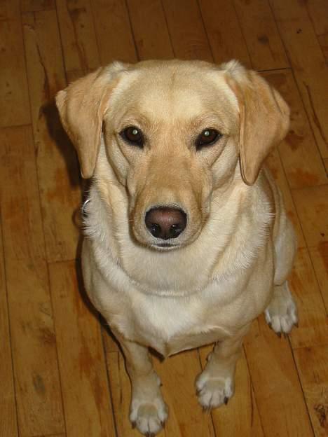 Labrador retriever Mille - Mille Bon Fiss billede 1