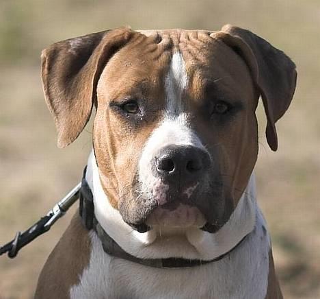 Amerikansk staffordshire terrier Tabu (RIP 16 oktober 2008) billede 2