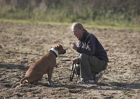 Amerikansk staffordshire terrier Tabu (RIP 16 oktober 2008) - Til træning hos Kisser, kontaktøvelser er vigtige billede 3