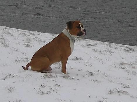 Amerikansk staffordshire terrier Tabu (RIP 16 oktober 2008) - sidder lige og nyder udsigten over søen billede 4