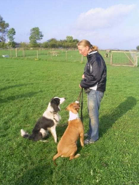 Amerikansk staffordshire terrier Tabu (RIP 16 oktober 2008) - Mor siger vi ikke har kontakt til hende, hvad snakker hun om? billede 5