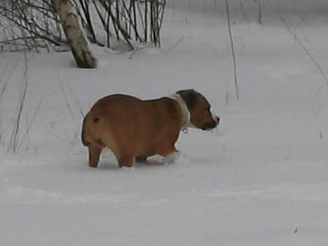 Amerikansk staffordshire terrier Tabu (RIP 16 oktober 2008) - øøhm, her er vist lidt dybt billede 6