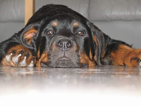 Rottweiler Qato - Doven som altid... billede 1