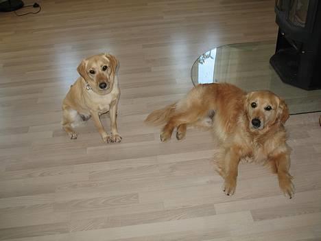 Golden retriever Baluka ***DØD*** billede 2