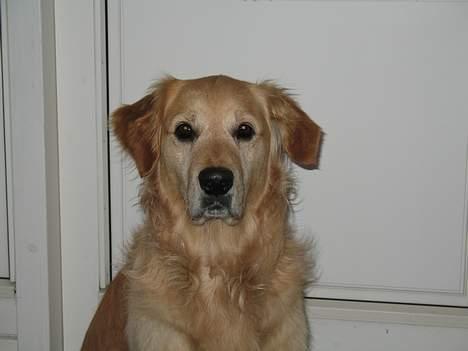 Golden retriever Baluka ***DØD*** billede 3