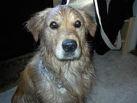 Golden retriever Baluka ***DØD*** billede 4