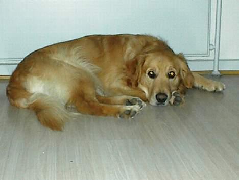Golden retriever Baluka ***DØD*** billede 5