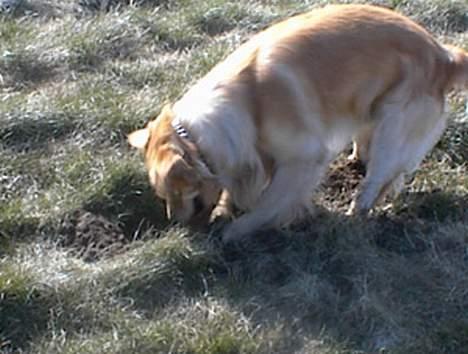 Golden retriever Baluka ***DØD*** billede 6