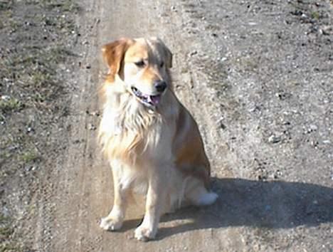 Golden retriever Baluka ***DØD*** billede 7