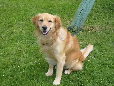 Golden retriever Baluka ***DØD*** billede 8