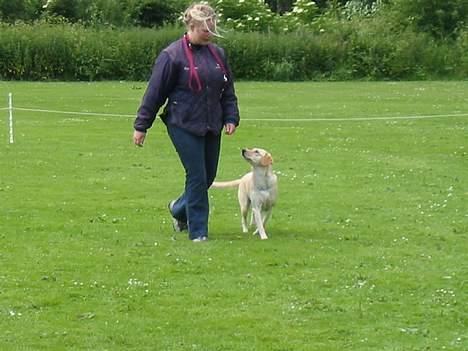 Labrador retriever Mille billede 2