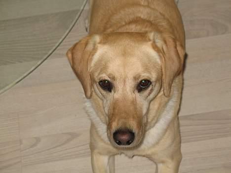 Labrador retriever Mille billede 3