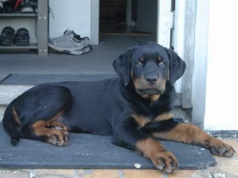 Rottweiler Otto - En stille aften på trappetrinet  billede 6