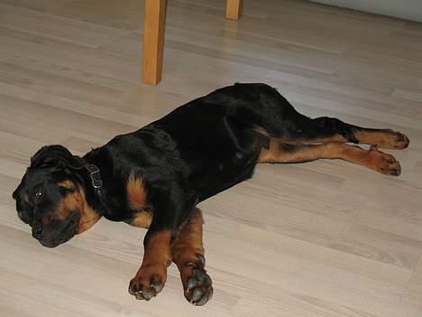 Rottweiler Qato billede 2