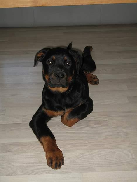 Rottweiler Qato billede 3