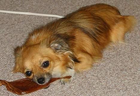 Chihuahua FIE . "RIP". Du er savnet - Det smager skøønt, det her grisseøre... billede 6