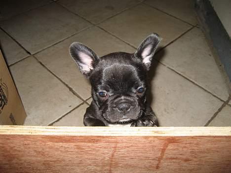 Fransk bulldog Cuba - Luk mig ud.......... 6 uger billede 1
