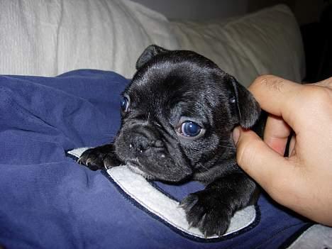 Fransk bulldog Cuba - 3 1/2 uge gammel billede 2