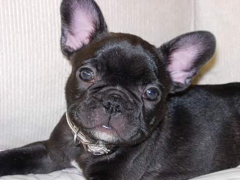 Fransk bulldog Cuba billede 3