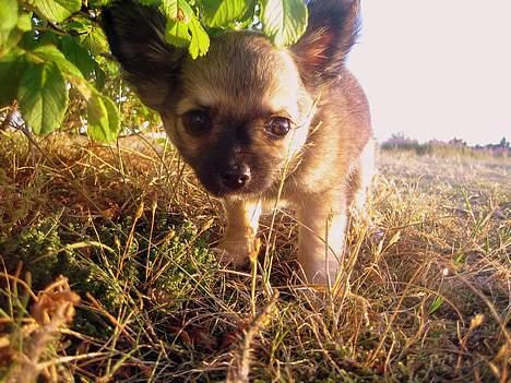 Chihuahua Oscar billede 4