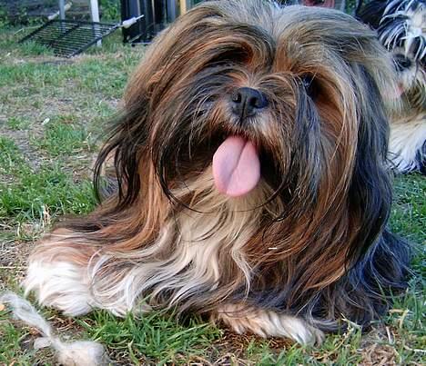 Lhasa apso  LAUNA  - pyhhh det er varmt billede 4