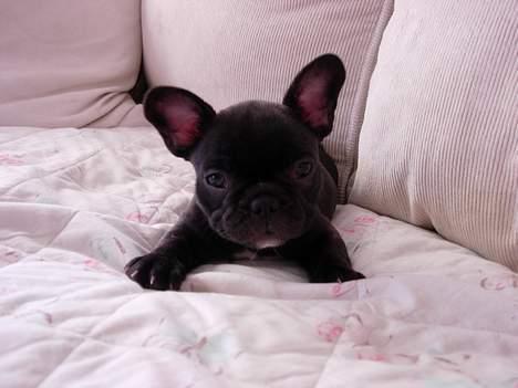 Fransk bulldog Cuba billede 4