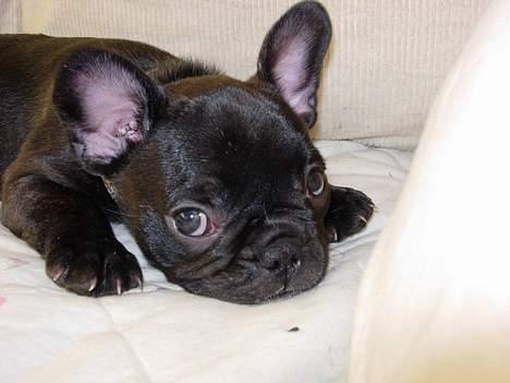 Fransk bulldog Cuba billede 5