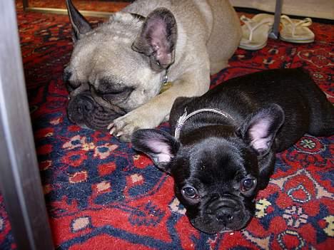 Fransk bulldog Cuba - Her ligger du sammen med din mor Sashimi billede 6