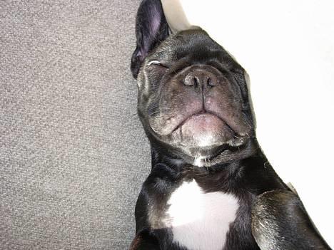 Fransk bulldog Cuba - En typisk bulldog stener billede 7