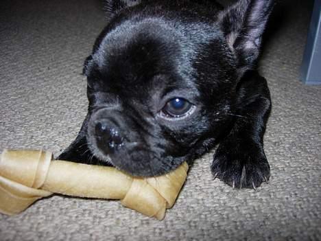 Fransk bulldog Cuba billede 8