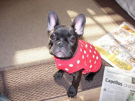 Fransk bulldog Cuba - 13 uger, så passer trøjen endelig. billede 9