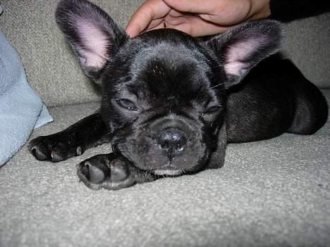 Fransk bulldog Cuba billede 10