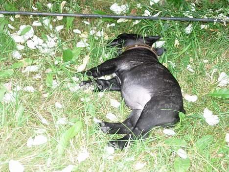 Fransk bulldog Cuba - Stener i kolonihaven 8 uger billede 11