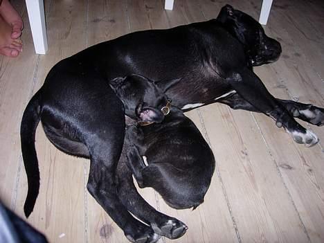 Fransk bulldog Cuba - Du putter med storebror Dirty billede 12