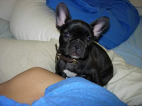 Fransk bulldog Cuba - Hvor kan jeg se sød ud. billede 13