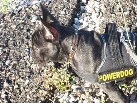 Fransk bulldog Cuba - På tur i bernstoffparken billede 14