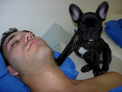 Fransk bulldog Cuba - Hvorfor sover du stadig billede 15