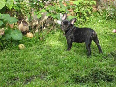 Fransk bulldog Cuba - Mig og min mor billede 17